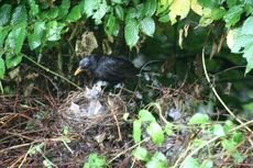 Amsel-2-Tag-5.jpg